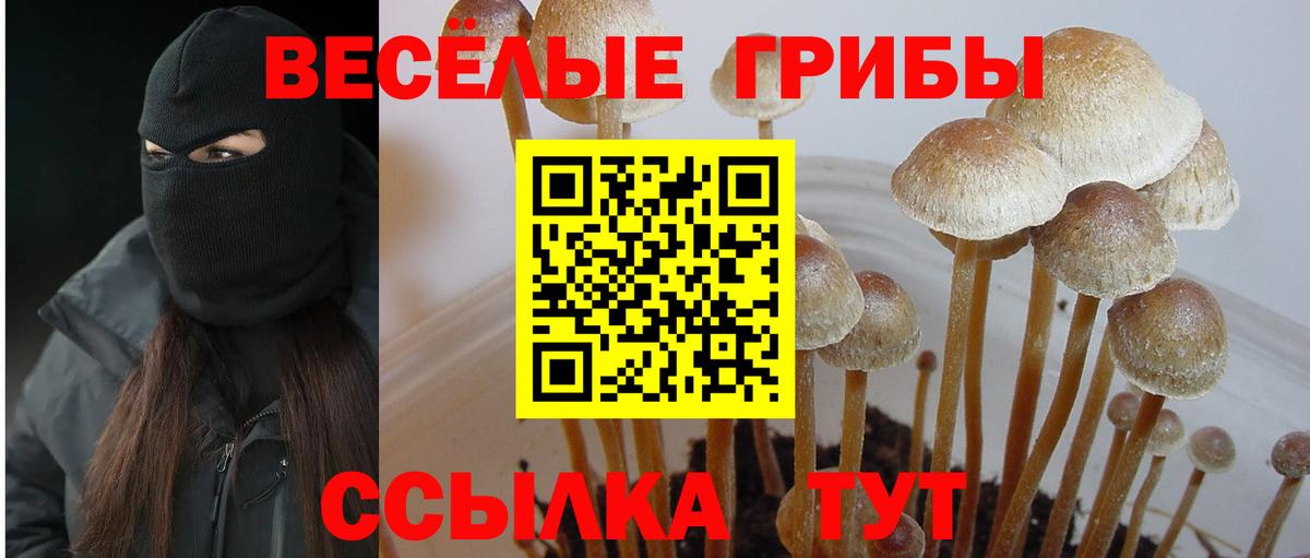 Псилоцибиновые грибы Psilocybine cubensis  Галлюциногенные грибы мицелий  Россия  Вход с VPN 